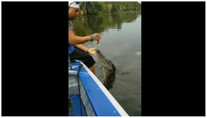 The picture shows man feeding a crocodile. — Twitter screengrab/TheFigen