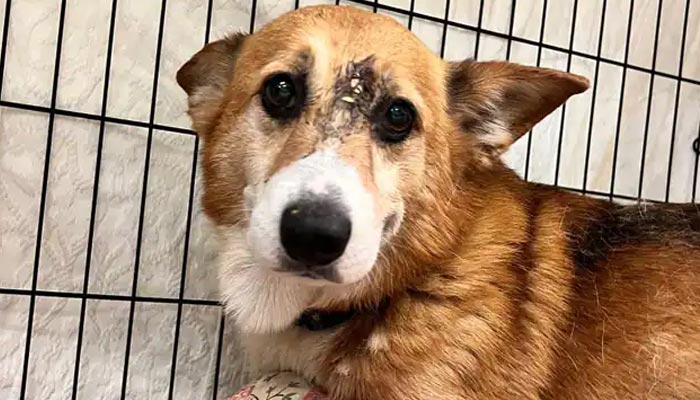 The picture shows the wounded corgi Arthur. — Instagram/PSPCA