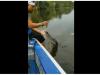Video of man playing with crocodile before feeding it goes viral 