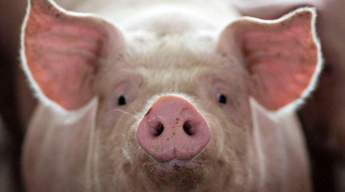 Organ decay halted, cell function restored in pigs after death: study