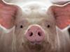 Organ decay halted, cell function restored in pigs after death: study