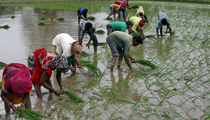 5 جولائی، 2019 کو ہندوستان کے احمد آباد کے مضافات میں کسان چاول کے کھیت میں پودے لگا رہے ہیں۔ — رائٹرز