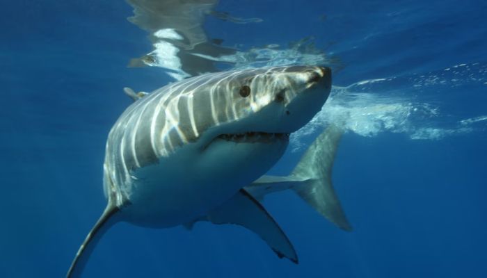 Great white shark. — Unsplash