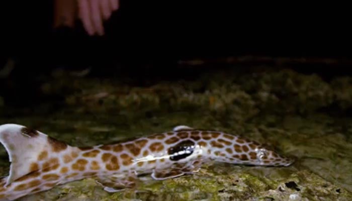 Leopard epaulette. — Twitter screengrab/@SharkWeek