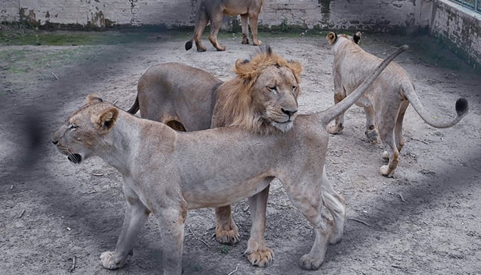 In this picture taken on August 3, 2022, lions are seen at their enclosure at the Lahore Safari Zoo in Lahore. — AFP