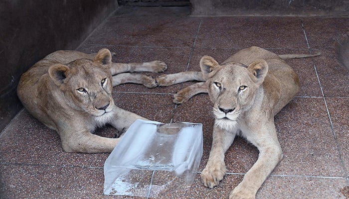 Lahore Safari Zoo to auction a dozen lions 17 In this picture taken on August 3, 2022, lions are seen at their enclosure at the Lahore Safari Zoo in Lahore. — AFP