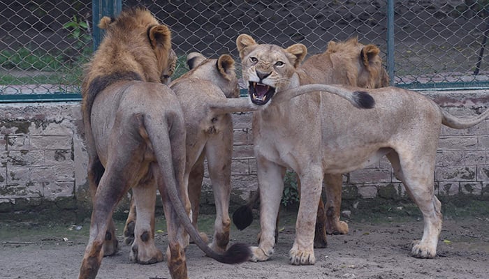 In this picture taken on August 3, 2022, visitors look at lions at the Lahore Safari Zoo in Lahore. A Pakistan zoo is auctioning a dozen lions next week to free up space for pride that wont stop growing. — AFP