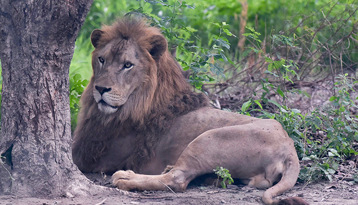 In this picture taken on August 5, 2022, a lion rests in a jungle at the Lahore Safari Zoo in Lahore. — AFP