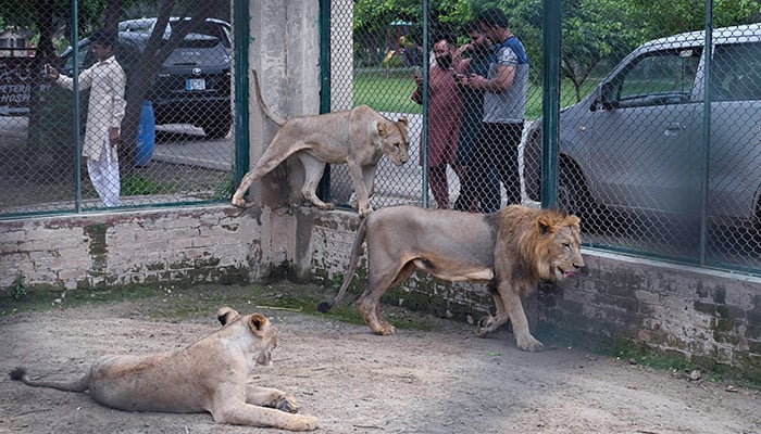 3 اگست 2022 کو لی گئی اس تصویر میں زائرین لاہور کے لاہور سفاری چڑیا گھر میں شیروں کو دیکھ رہے ہیں۔  - اے ایف پی