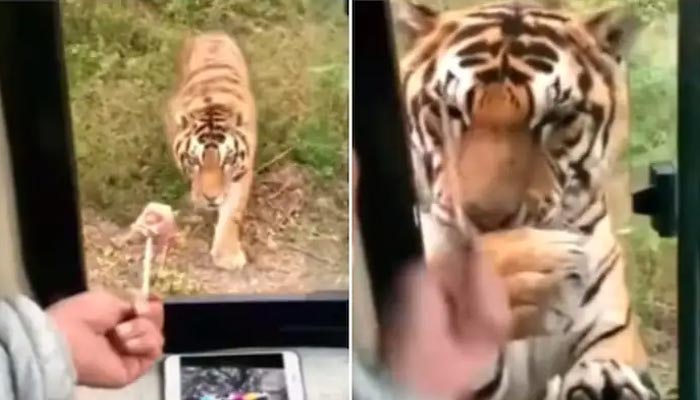 The picture shows a man feeding a tiger. — Screengrab/Instagram