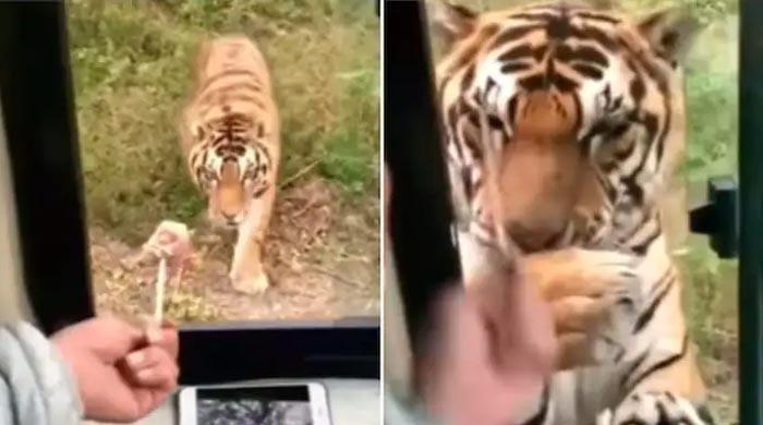 WATCH: Man feeds tiger with his hands from bus window 