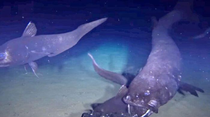 VIDEO: Rare footage shows mysterious fish that lives in complete darkness
