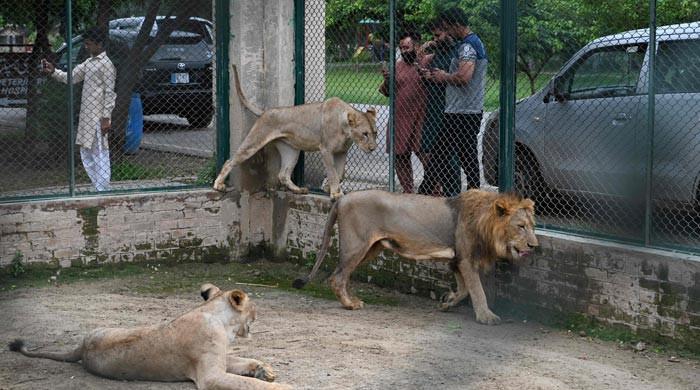 Lahore zoo cancels lion auction, plans expansion instead