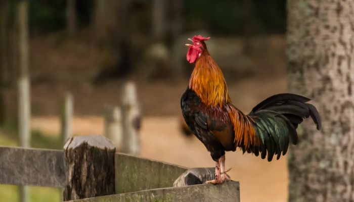 A red black and brown rooster. Photo: Unsplash