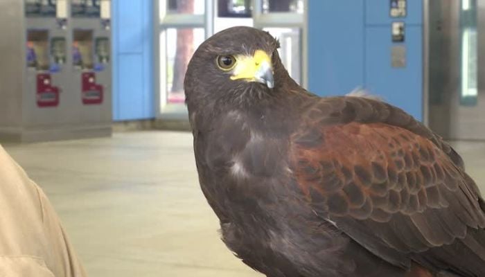 San Francisco metro system hires bird of prey to scare pigeons away. Photo: Reuters