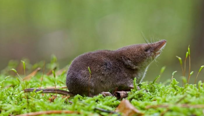 A common shrew or Sorex araneus is shown in this September 27, 2008 handout photo. — Reuters