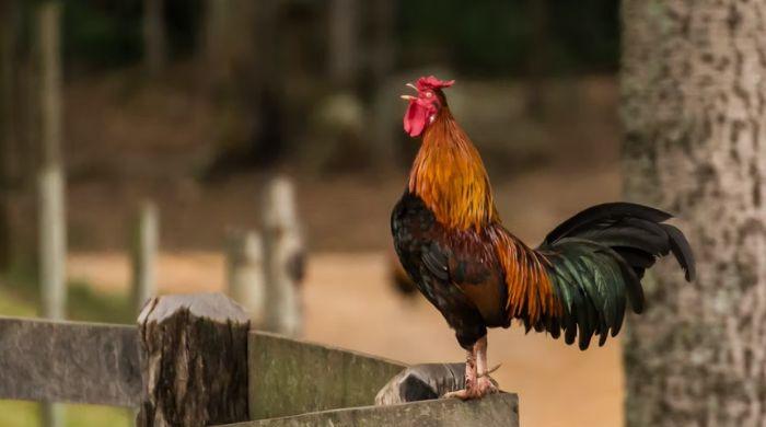 German couple takes rooster to court for crowing too much