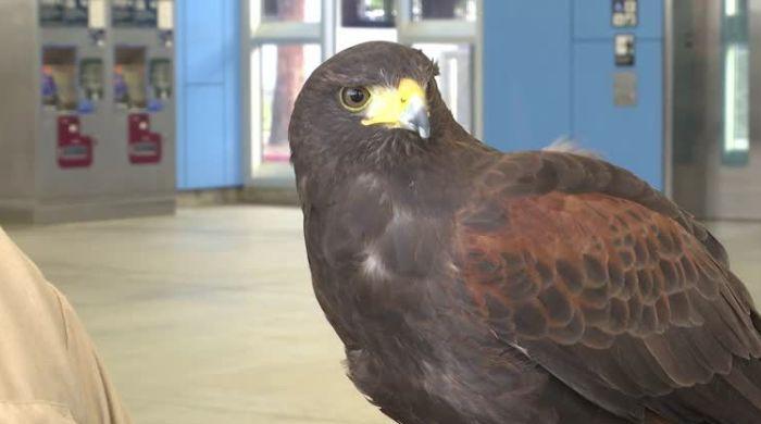 San Francisco metro system gets 'bird of prey' to shoo pigeons away
