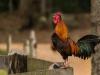 German couple takes rooster to court for crowing too much