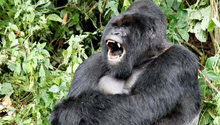 An endangered silverback mountain gorilla from the Nyakamwe-Bihango family yawns within the forest in Virunga national park near Goma in eastern Democratic Republic of Congo, May 3, 2014.— Reuters