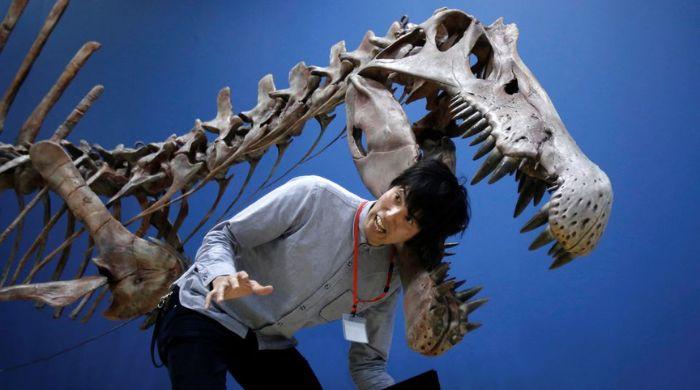 Study shows eye sockets gave T. rex and friends more bite force
