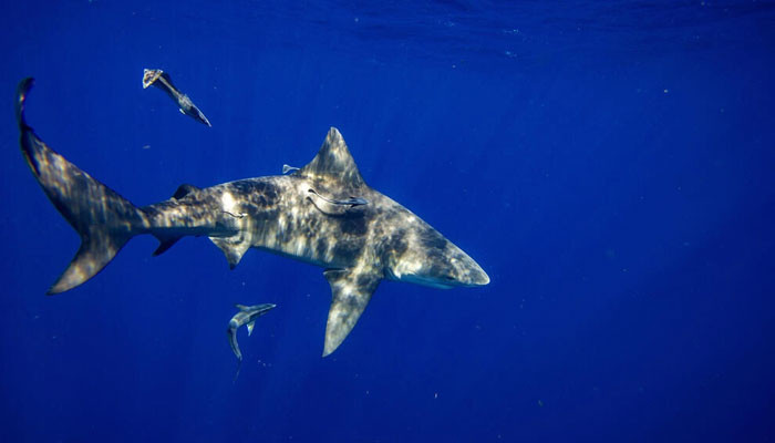 Boy loses part of leg to shark bite off Florida coast - Vimarsana News