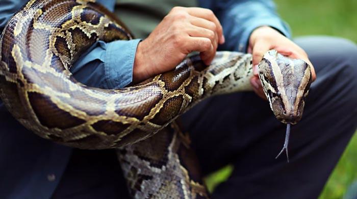 Indian smuggler arrested at Thai airport with fox, pythons