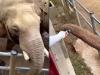 WATCH: Elephant returns child’s shoe after it falls in its closure