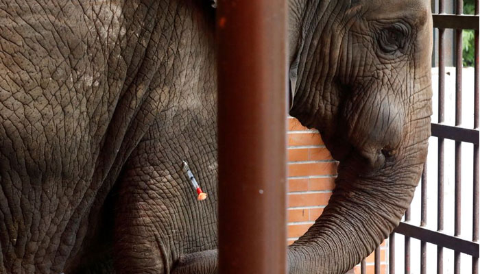 A 16 year-old elephant, Madhubala, reacts after receiving a dart for sedation before undergoing a dental procedure at the zoo in Karachi, Pakistan August 17, 2022. REUTERS/Akhtar Soomro