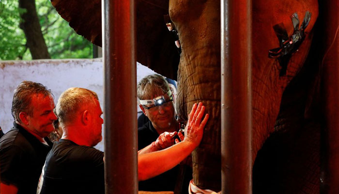 Vets and animal experts from the FOUR PAWS International, perform dental procedure of a 16 year-old elephant, Madhubala, at the zoo in Karachi, Pakistan August 17, 2022. — Reuters