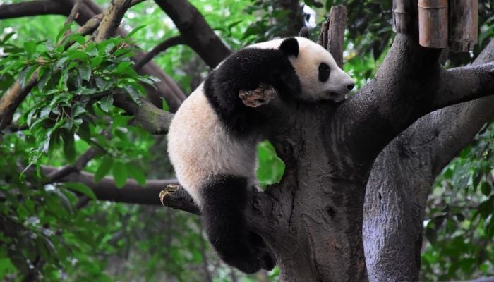 (Representational) A young panda climbs a tree. — Unsplash