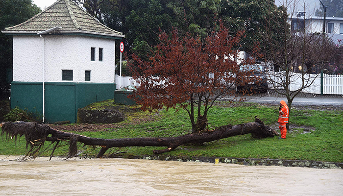 A man looks at a damaged tree beside the Maitai river in Nelson on August 18, 2022. — AFP