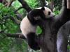 WATCH: The world’s heaviest baby panda born in China’s Sichuan