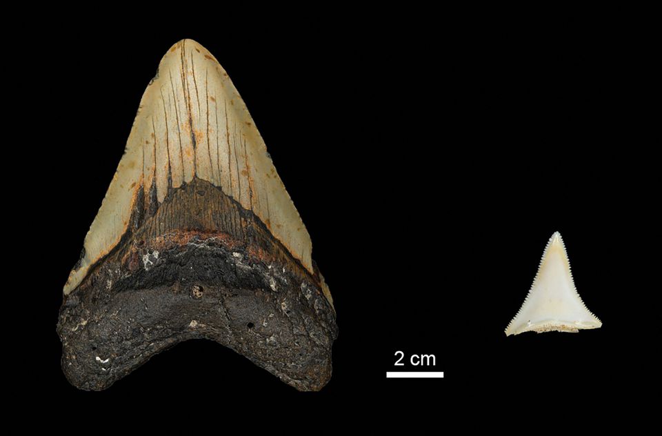 ناپید شارک میگالوڈن اور ایک جدید عظیم سفید شارک کے درمیان دانتوں کے سائز کا موازنہ اس غیر شناخت شدہ تصویر میں دیکھا گیا ہے۔  - رائٹرز