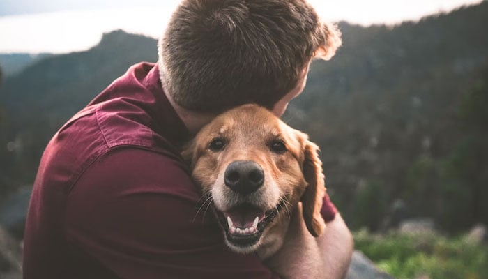 Anda menangis!  Studi menunjukkan anjing berlinang air mata ketika mereka bersatu kembali dengan pemiliknya