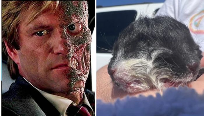 Batmans character Harvey Dent (l). Kitten born with two faces (r). — FPJ, KSPR