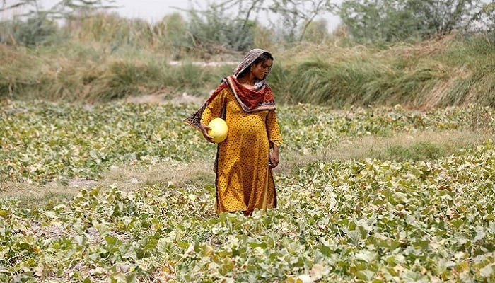 Sonari collects muskmelons, at a farm on the outskirts of Jacobabad, May 17, 2022. Photo: Reuters