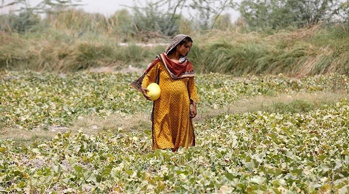 Climate change threatens lives and Pakistan’s food security