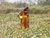 Climate change threatens lives and Pakistan’s food security