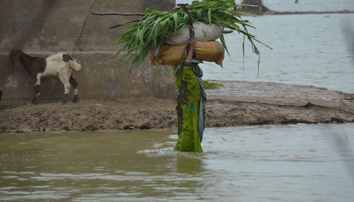 A woman carrying the feed for livestock on her head as she wades through floodwater in Dera Allah Yar on August 24, 2022. ONLINE