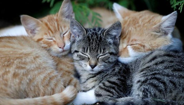 Cats sleep in the village of Krompach near the town of Cvikov, Czech Republic, Aug. 26, 2018. — Reuters