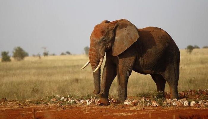 An elephant walks during their aerial census at the Tsavo West national park within the Tsavo-Mkomazi ecosystem, southeast of Kenyas capital Nairobi, February 4, 2014. — Reuters