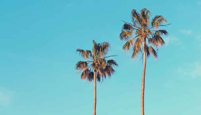 Two palm trees.— Unsplash
