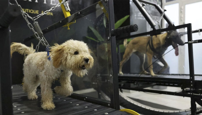 Dogs run on a treadmill in air-conditioned comfort at a gym and salon in the Emirati capital Abu Dhabi. — AFP
