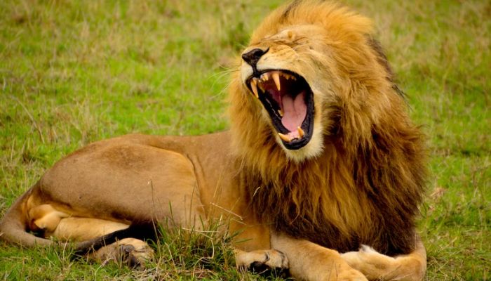 Lion kills man at Ghana zoo who entered its enclosure