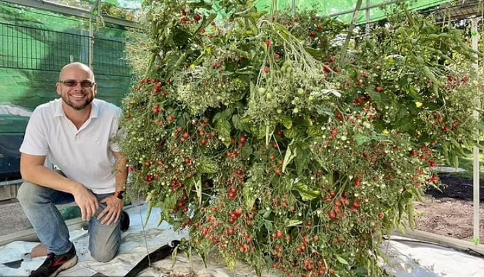 Douglas Smith, 44, grows most tomatoes on a plant. — SWNS via Daily Mail