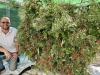 Most tomatoes on a plant: Man grows nearly 6,000 tomatoes on a vine