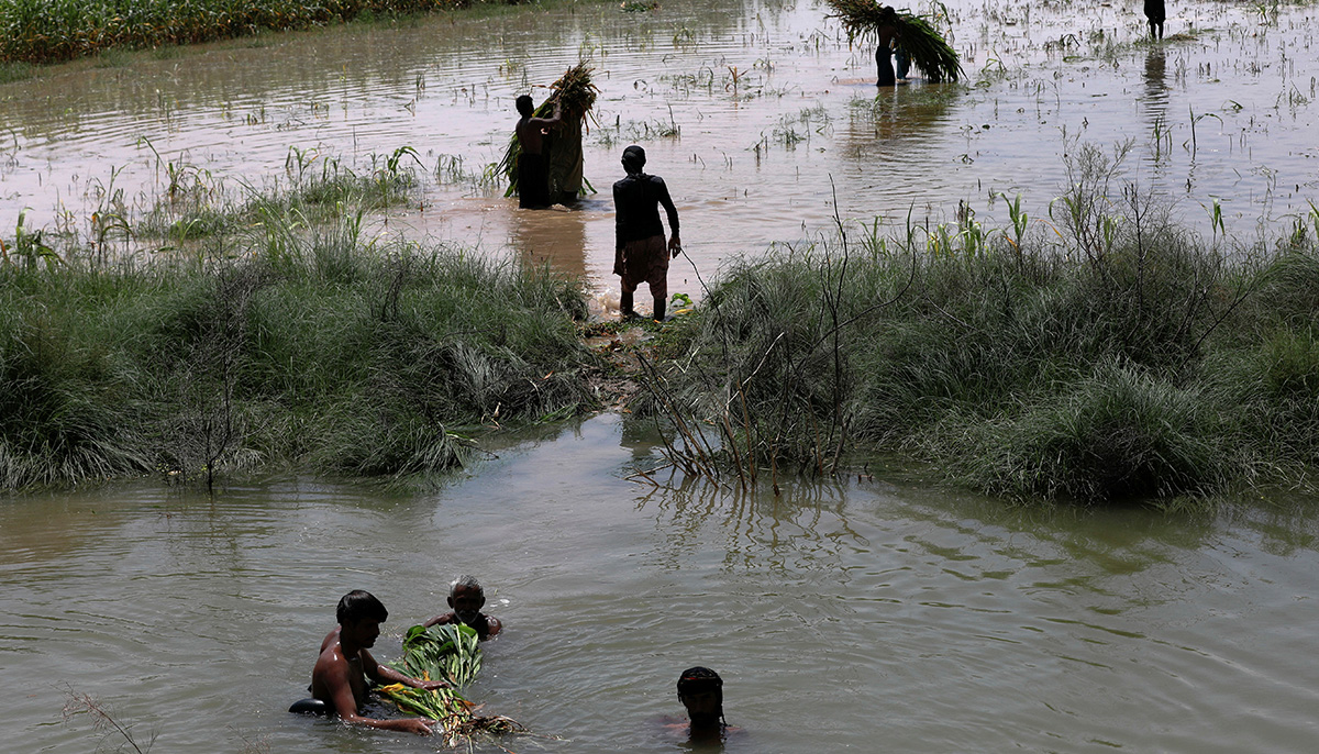 Farmers work at a flooded field, following rains and floods during the monsoon season in Mehar, Pakistan August 29, 2022. — Reuters