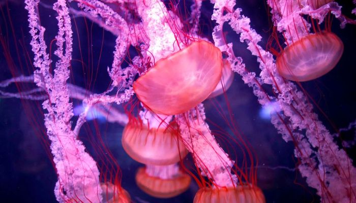 Jellyfish are seen in a new aquarium dedicated to 45 different delicate species at the Paris Aquarium, France, January 16, 2019.— Reuters