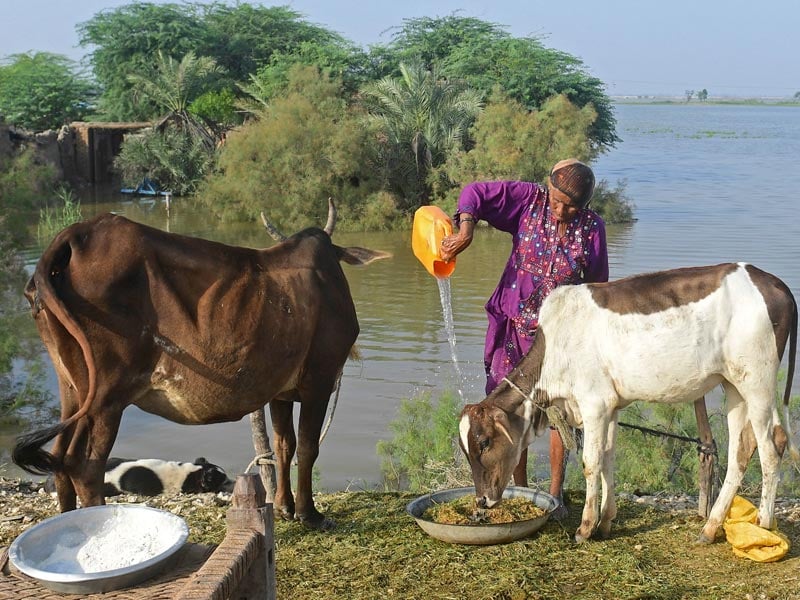 A flood-affected woman feeds cows nearby her flooded house at Shikarpur in Sindh province on August 30, 2022. — AFP/ Asif Hassan